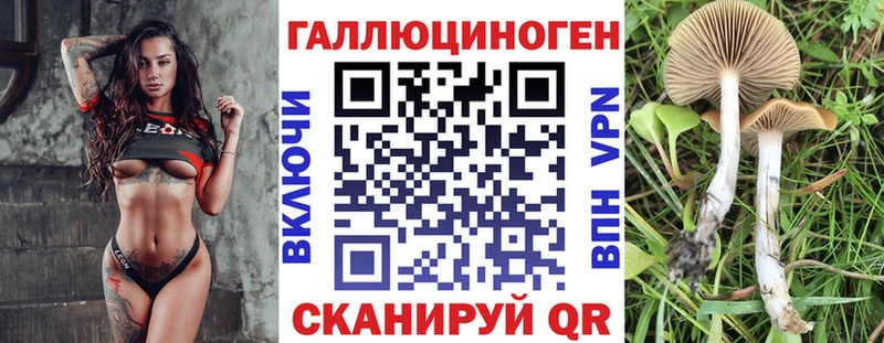 дарк нет Telegram  Озёры  Псилоцибиновые грибы Cubensis 